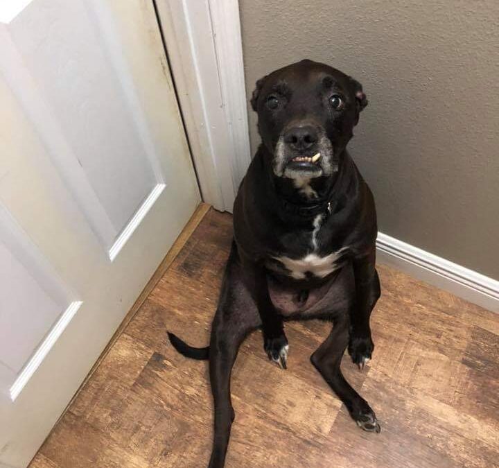 In Memory of Buddy