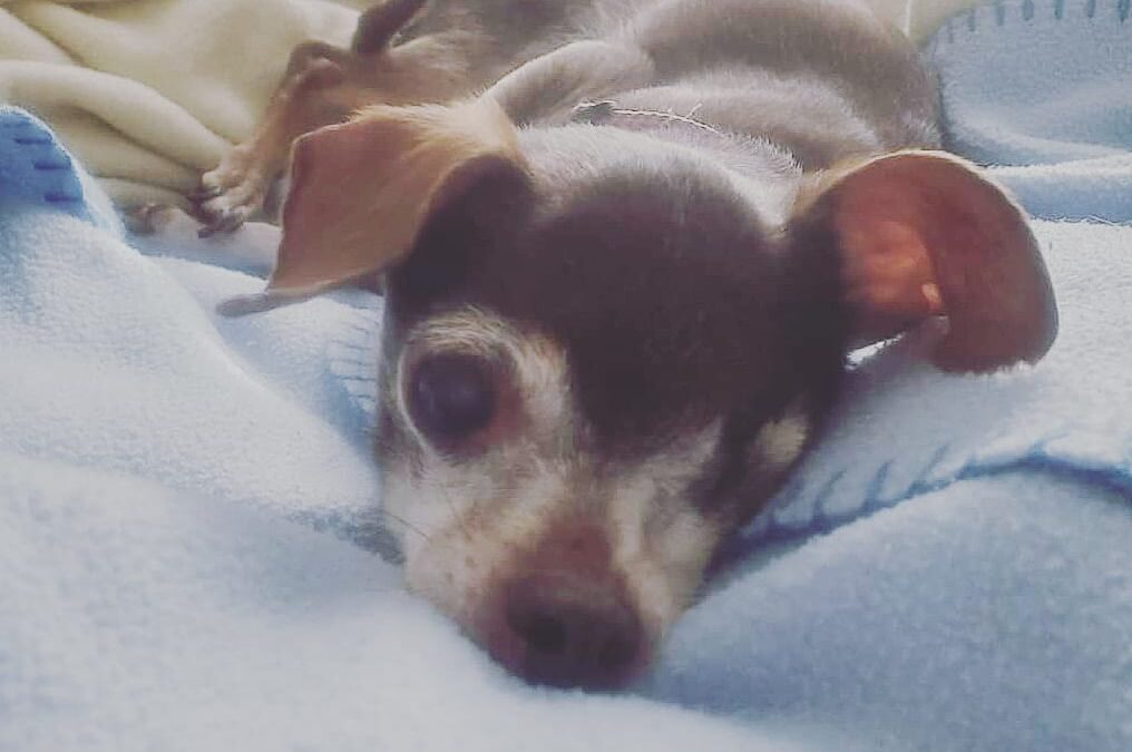 In Loving Memory of Our Precious Little Layla Bean